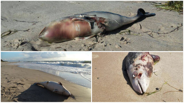   Another dead porpoise 