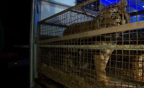 Tygrysy z granicy dotarły do zoo w Poznaniu. &quot;Są odwodnione&quot;
