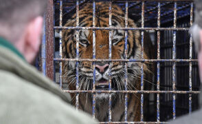 Minizoo w Człuchowie przyjęło dwa tygrysy, które miały jechać do Rosji
